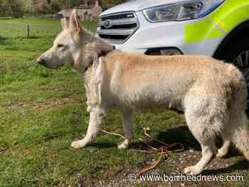 East Renfrewshire: Warning issued over 'out of control' dogs - Barrhead News