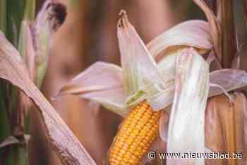 Wuustwezel valt in rampgebied van droogte 2020