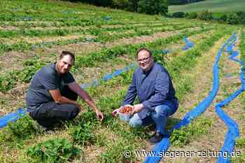 Selbstpflücker willkommen: Auf dem Erdbeerfeld in Beienbach darf genascht werden - Netphen - Siegener Zeitung