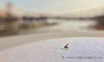 Nature: Lonely flies start overeating and sleeping less after just one WEEK in social isolation