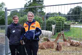 Dierenwelzijnsteam controleert eerste keer op jaarmarkt en a... (Wemmel) - Het Nieuwsblad