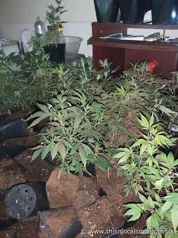 Kent Police find 'large' cannabis farm in Dartford house
