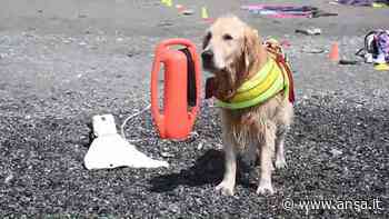 Ferragosto con i cani da salvataggio nella spiaggia di Genova Voltri - Italia - Agenzia ANSA