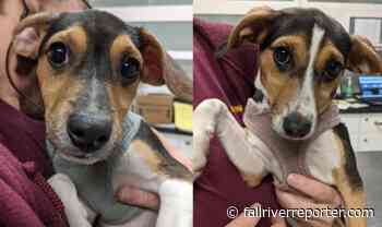 Fall River's "Forever Paws" introduces pair of puppies "Rocky" and "Rolla," looking for a forever home - Fall River Reporter