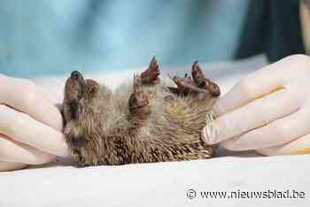 Al duizend egels binnengebracht in opvangcentrum: “Stop met voedsel buiten te zetten”