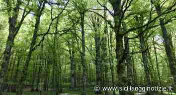 Rapporto Ispra sulla biodiversità: condizioni sfavorevoli per molte specie animali e vegetali - Sicilia Oggi Notizie