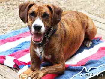 Pet Of The Week: Lovable Bruno Has A Letter For His Future Family - Arlington, VA Patch