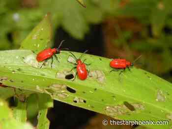 Gardening: The lily leaf beetle is in Saskatoon — here's how to deal with the leaf eater