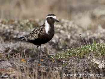 Nature Notes: Saskatoon birds already beginning fall migration