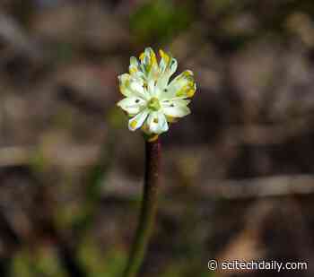 Insects Beware! This New Carnivorous Plant Wants To Eat You