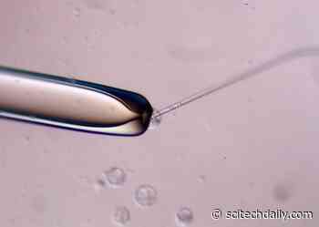 How-To Guide for Creating Mouse-Human Chimeric Embryos