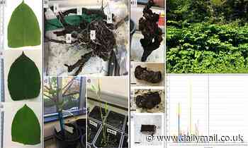 Study reveals removal of moisture has a 100% success rate at killing Japanese knotweed