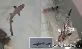 'Miracle' baby smooth-hound shark is born in a tank full of FEMALES