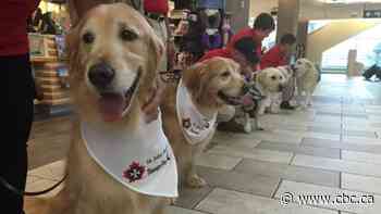 Therapy dogs to help anxiety at University of Sask. vaccine clinics