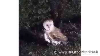 Barbagianni ferito a un’ala salvato dalla Municipale - il Resto del Carlino