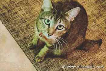 Elle remue ciel et terre pour retrouver Teddy, sa chatte de 3 ans, perdue dans un avion entre Nice et Los Angeles