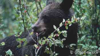 Why so many bear warnings have been issued in the Bow Valley