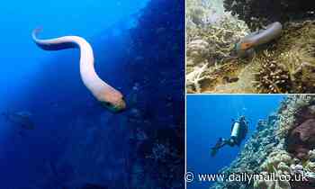 Nature: Sea snakes mistake divers for MATES and bite them in 'misdirected' courtship behaviours
