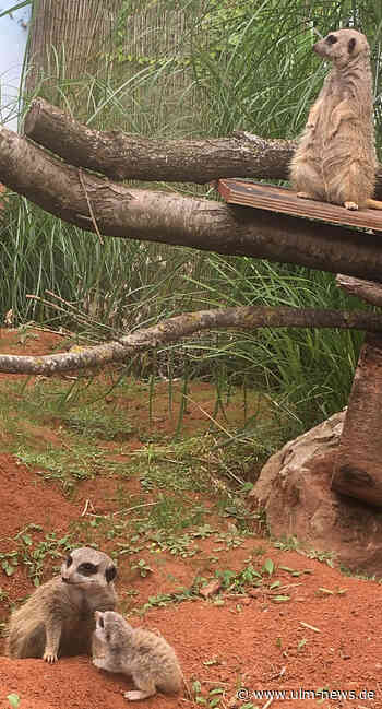 Nachwuchs bei Ulmer Erdmännchen Jala und Jack ist da