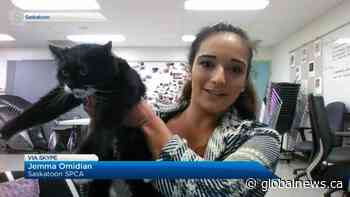 Adopt a Pet: Tatus the cat