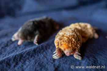 Zeldzame witte mol gevonden in Suwâld - WâldNet