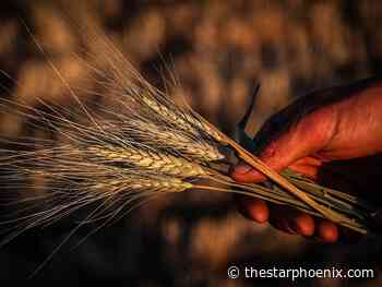 'Worst year I've ever witnessed': Drought withers Western Canada's spring wheat