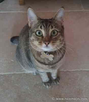 Elle offre 2.000 dollars de récompense pour retrouver Teddy, sa chatte disparue dans un avion entre Nice et Los Angeles