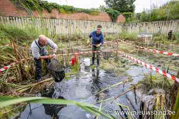 Reddingsactie van Natuurpunt in bouwput levert weinig kikkers, maar wel 230 salamanders op