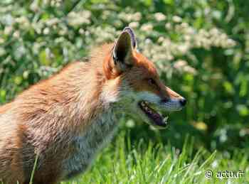 Yvelines. Les renards de La Celle-Saint-Cloud reviennent au cœur de l’été et d’un arrêté - actu.fr