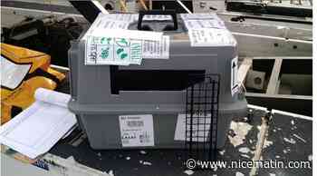 Disparition de la chatte Teddy entre Nice et Los Angeles: Air France assure poursuivre les recherches