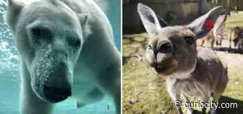 Toronto Zoo animal poop is being used to create enough power for hundreds of homes - Curiocity