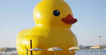 The world's largest rubber duck is returning to Toronto but not the same way as before - blogTO