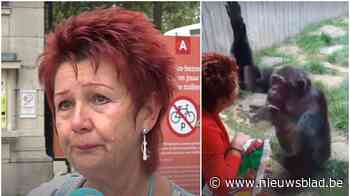 Abonnee van Antwerpse Zoo krijgt contactverbod met chimpansee: “Ik zie Chita graag, en hij mij”