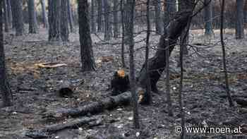 Wr. Neustadt/Neunkirchen - Waldbrandgefahr: Steinfeld ist Hotspot für Brände - NÖN.at