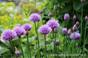 Pochissimi sanno che questa comune erba aromatica è nemica giurata del tumore allo stomaco - Proiezioni di Borsa