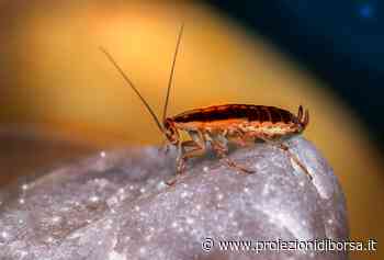 Incredibile ma basta mettere questa erba aromatica in casa per sbarazzarsi delle temibili blatte - Proiezioni di Borsa