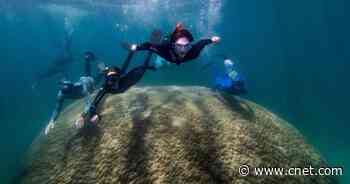 Scientists measure 'chonkiest' coral in the Great Barrier Reef     - CNET