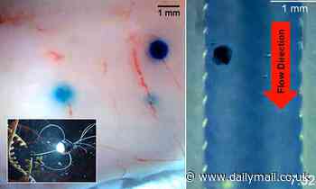 MANiACs robot could deliver drugs in targeted places in humans  