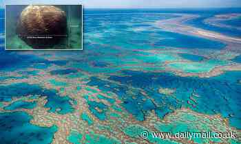 Scientists discover the widest coral in the Great Barrier Reef - it's at least 400 years old 