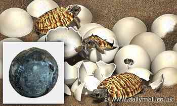 Rare 90 million-year-old egg the size of a tennis ball was laid by five-foot long giant turtle