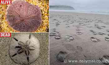 Thousands of sand dollars are are drying up and dying on Oregon beach