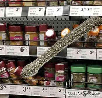 Woman comes face to face with snake in Australian supermarket