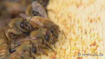 Birdies and Bees: Golfers share the course with 50,000 honey makers