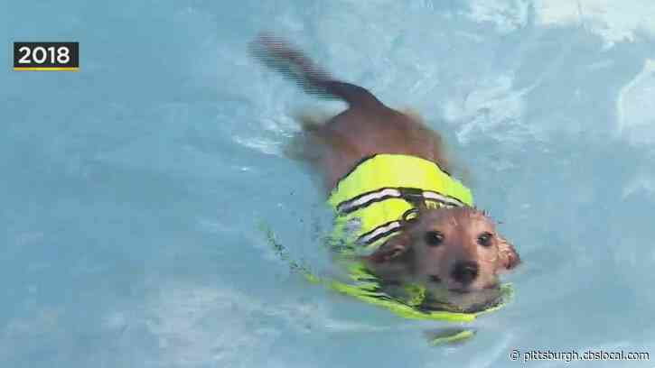 Allegheny County’s ‘Pooches In The Pool’ Event Returns This Labor Day