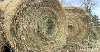 High cost of hay in Alberta could drive up beef prices, put livestock producers out of business