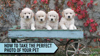 5 tips to snap the perfect photo of your pet