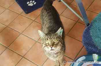 Tierheim Bamberg: Ehemaliger Straßenkater Kairos sucht viel Liebe und Zuneigung