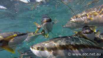 Valuable breeding fish culled