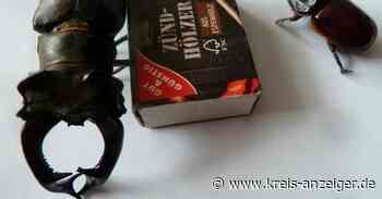 Mehr Hirschkäfer rund um Nidda gezählt - Kreis-Anzeiger