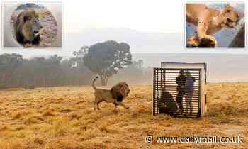 Lion sanctuary puts visitors in a cage so they can have a close encounter with its big cats 